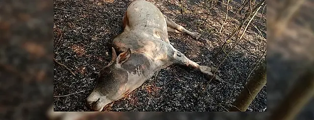 Veja fotos: animais silvestres e gado pantaneiro são os mais prejudicados com queimadas no Pantanal
