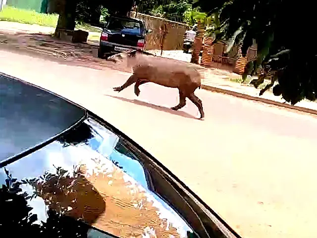 PMA agiu rápido e conduziu anta até mata em Anastácio
