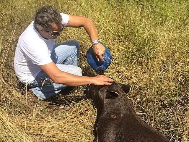 Após ser atropelada, anta é encontrada com ferimento grave na BR-262