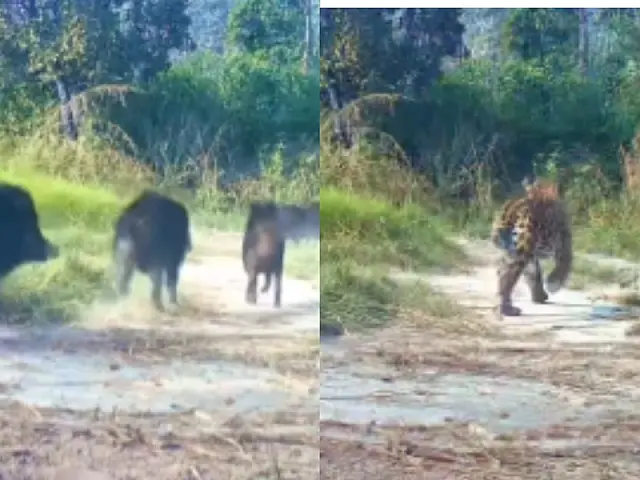 Onça-pintada é perseguida por queixadas em Corumbá