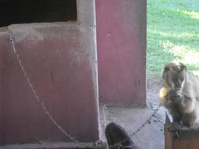PMA autua capataz de fazenda por criar macaco-prego ilegalmente
