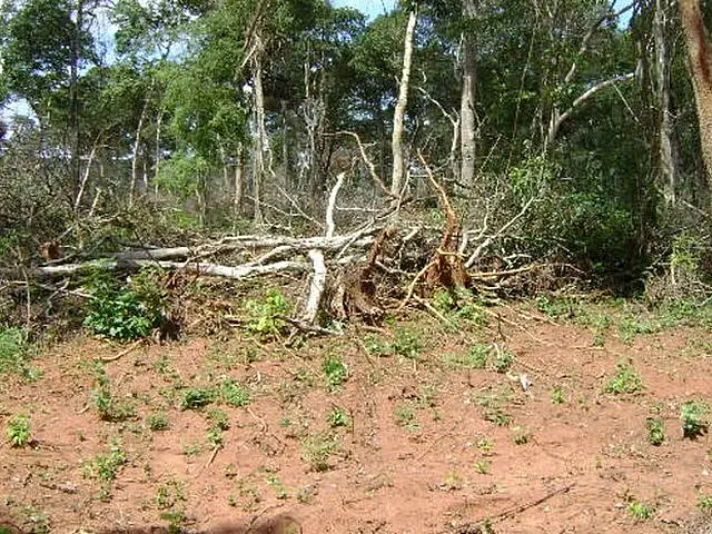 Programa do MPE identifica biomas desmatados de forma ilegal