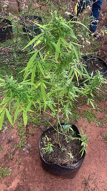 Chácara mantinha plantação de maconha e cachorros em situação de maus-tratos