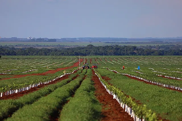Mato Grosso do Sul vem se destacando na produção de laranja