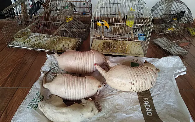 PMA autua dois caçadores em R$ 36,5 mil ao encontrar animais abatidos e em cativeiro
