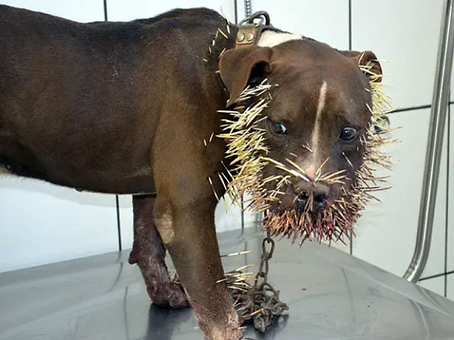 MS: cachorro é atingido por mais de mil espetadas ao atacar porco-espinho