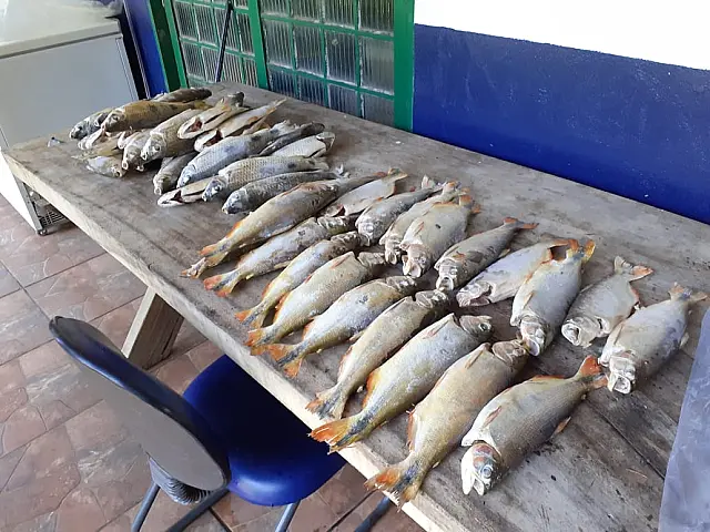 Peixaria é multada em R$ 1 mil por vender pescado sem declaração de estoque