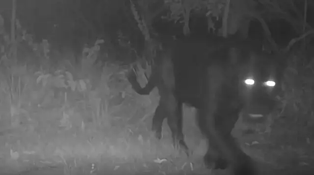 Onça-preta aparece pela primeira vez em reserva no Cerrado