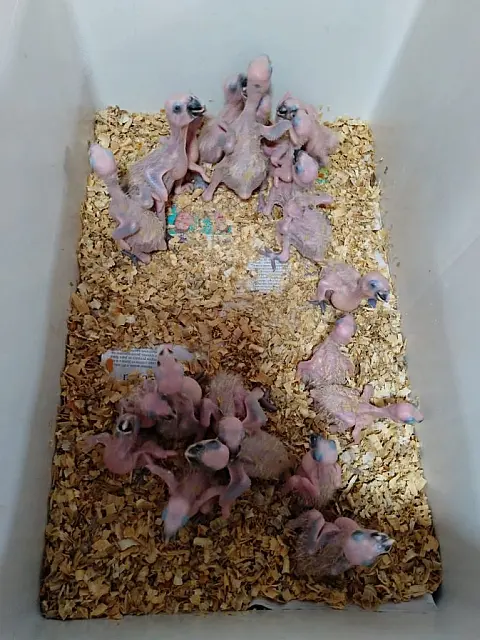 CRAS recebeu mais de 2 mil animais silvestres em 2019, a maioria aves