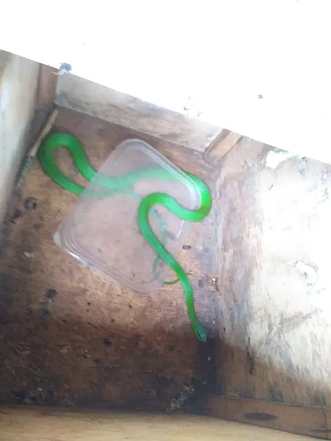 PMA captura serpente escondida no motor de veículo