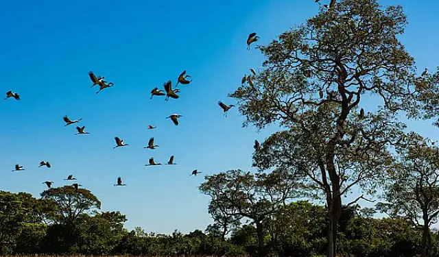 Justiça confirma legitimidade do Ibama para proteger o bioma do Pantanal
