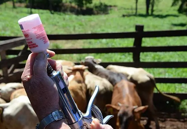 Brasil recebe certificação de país livre da febre aftosa com vacinação