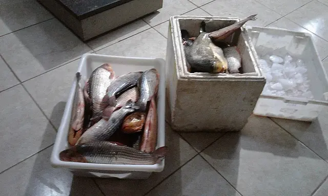 PMA autua sete pescadores por transporte ilegal e apreende 78kg de peixes