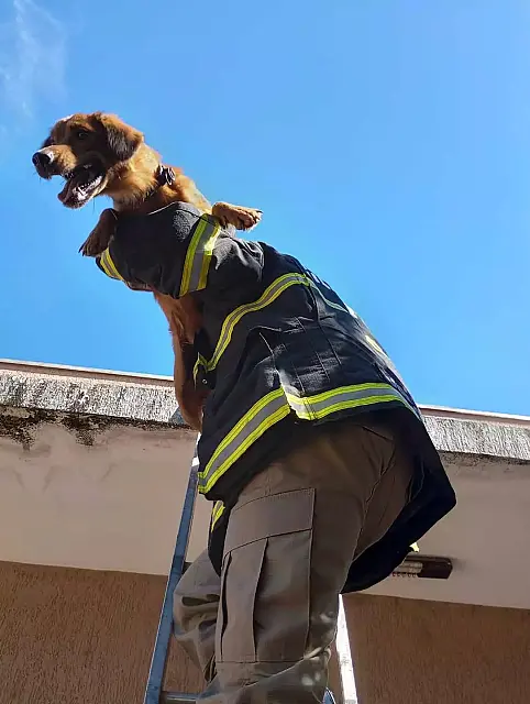Após dias preso em telhado com 5 metros de altura, cãozinho é resgatado