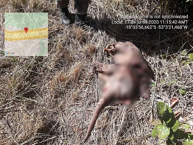 PMA encontra tatu raro de 35 kg vítima de atropelamento na MS-223