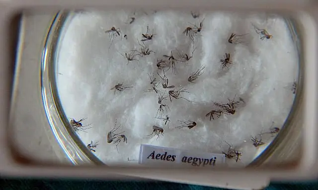 Nova vacina contra a dengue chega ao Brasil custando entre R$ 350 e R$ 500