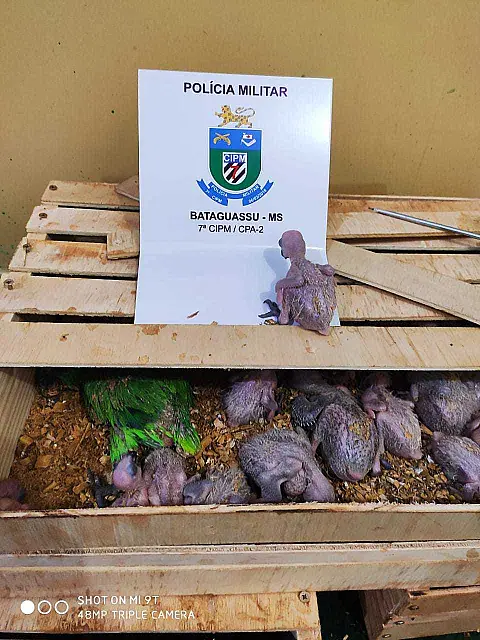 Flagrado com 150 filhotes de ave, traficante é multado em R$ 750 mil
