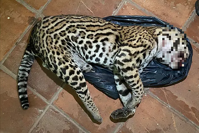 PMA de Aquidauana recolhe Corpo de jaguatirica morta na BR-262