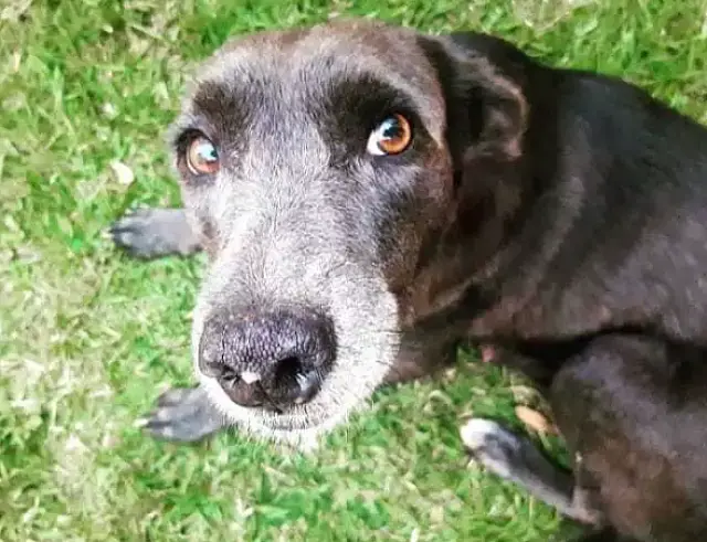 Homens invadem casa e levam até cachorro