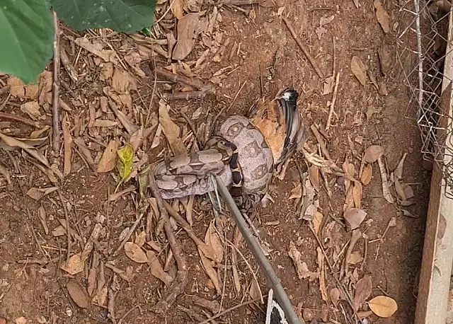 Moradora aciona PMA após jiboia entrar no quintal e capturar galinha em Bonito