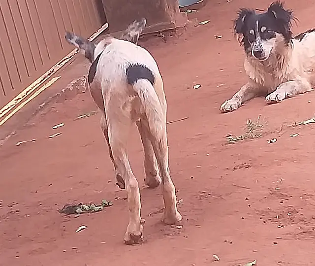 Homem é detido por deixar cães sem água e nem comida