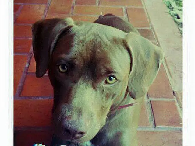 Dona oferece gratificação por informação sobre o cãozinho Ted