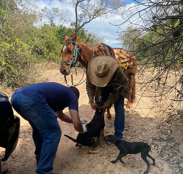 Bonito realiza vacinação antirrábica para pets no sábado