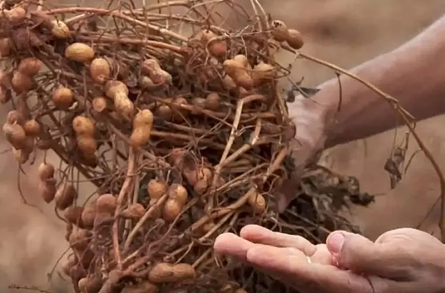 Produção de amendoim em MS cresce 73% em área