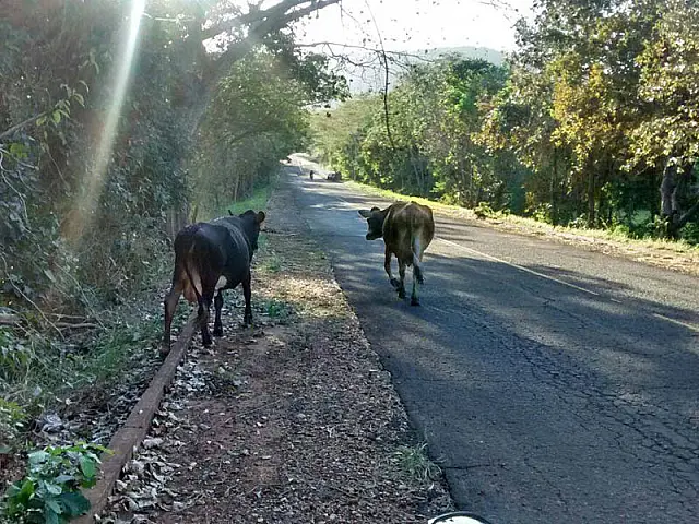 Legislação municipal prevê sanções aos proprietários de animais soltos