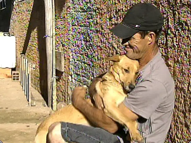 Vira-lata ganha fama de heroína ao salvar menina de estupro