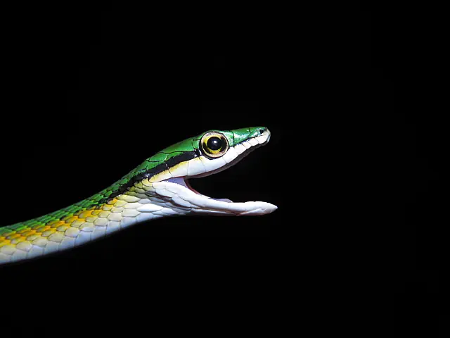 Descoberta de espécie de cobra-papagaio reforça a biodiversidade do Cerrado