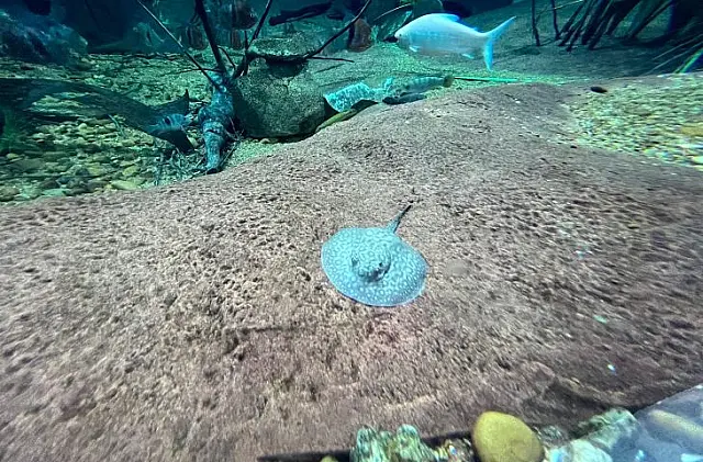 Mais duas arraias nascem no Bioparque Pantanal