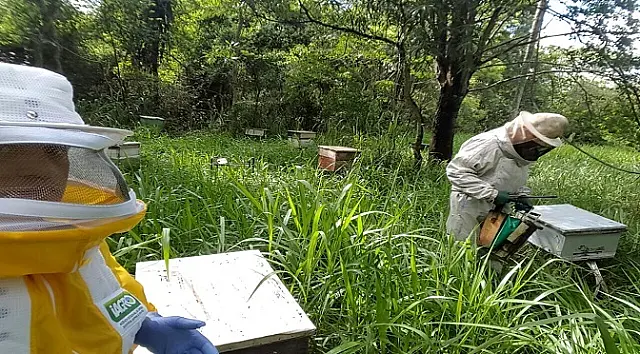 Apicultores de MS recebem orientações para combate ao Pequeno Besouro das Colmeias
