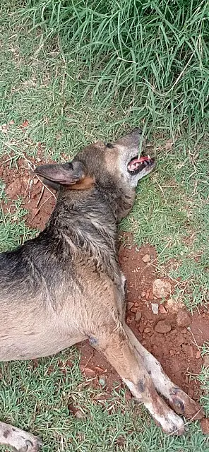 Irmãos são presos por matar cachorro enforcado em Corumbá