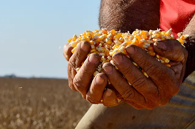 Preço do milho sobe 3,5% em um mês, já cotação da soja permanece estável em MS