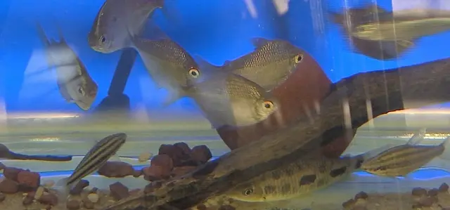 Peixes colocados em quarentena esperam há quase 5 anos pelo Aquário do Pantanal