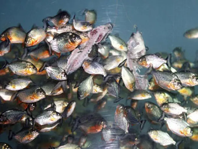 Menina morre ao ser devorada por cardume de piranhas