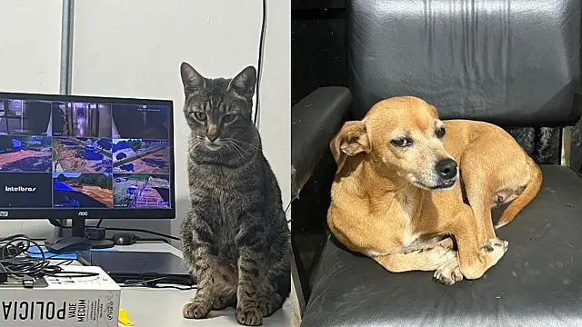Cão e gato são adotados e viram mascotes em delegacia de Jardim