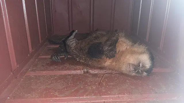 Debilitada, fêmea de macaco-prego é socorrida com filhote no colo