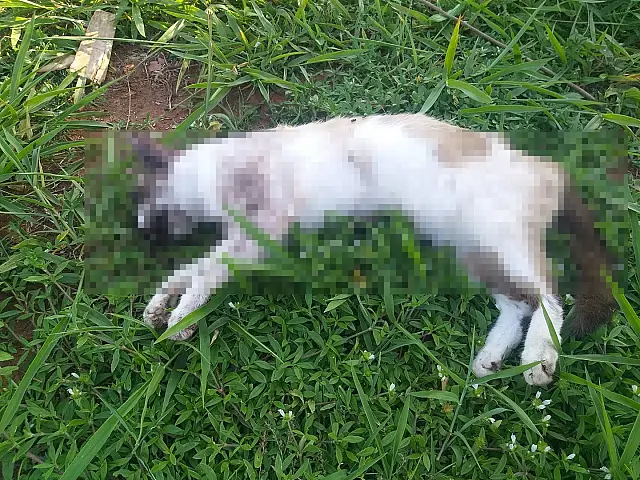 Moradora da Vila Fragelli encontra gato morto e suspeita de envenenamento