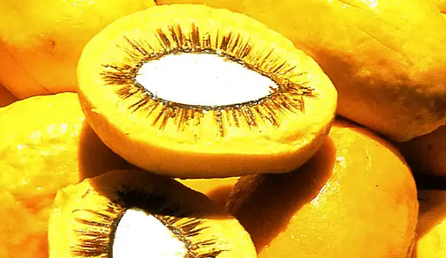 Confira a programação da 4ª edição da Festa do Pequi de Aquidauana
