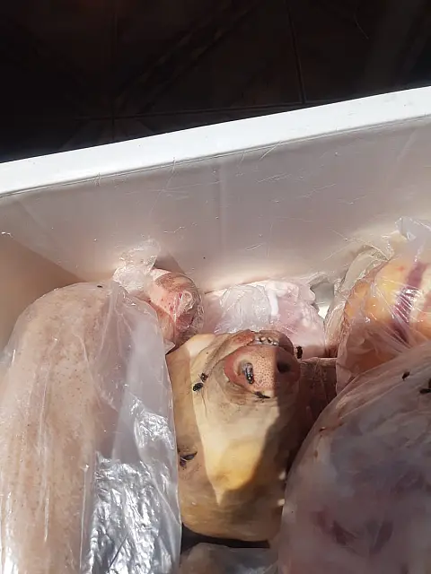 Dono de açougue é preso por vender carne podre em MS