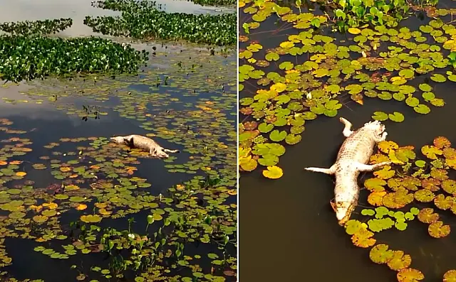 Jacaré é encontrado morto na Lagoa Comprida, em Aquidauana