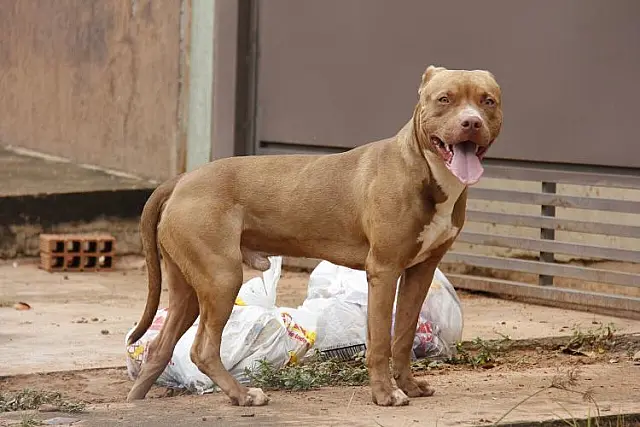 Homem é atacado por pit bull ao questionar responsável após animal avançar contra crianças