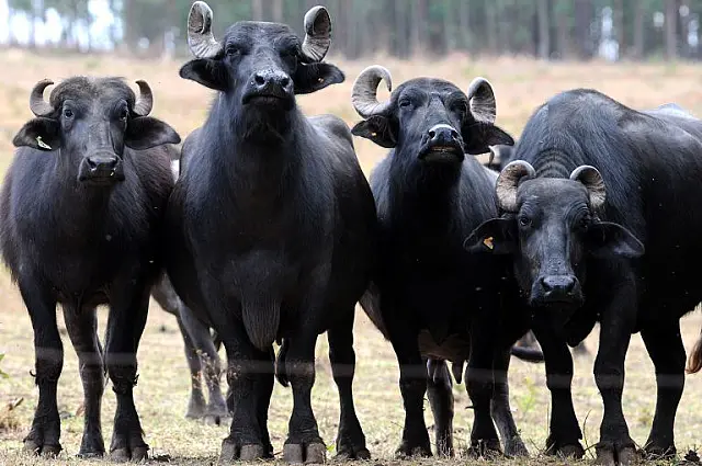 Mulher sofre diversas fraturas após ser atacada por manada de búfalos