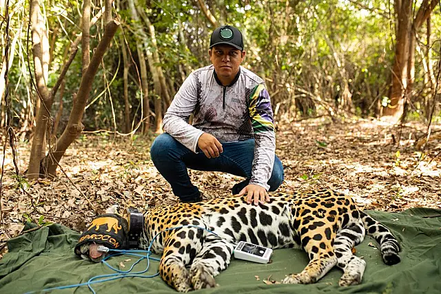 Instituto Reprocon realiza reprodução para conservação de onças pintadas no Pantanal