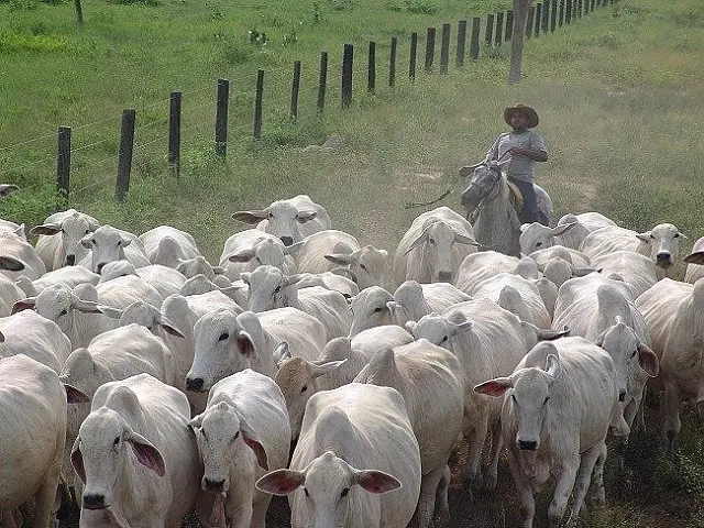 Pesquisa inédita organizada pela Embrapa vai levantar as prioridades da pecuária de corte