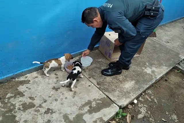 Filhotes de cães que estavam em sacos de lixo estão sob cuidados do GAPA