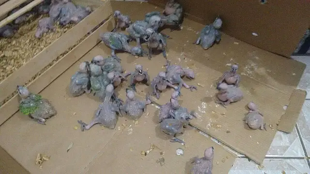 Para fugir de abordagem, motorista dá meia-volta e joga 175 filhotes de papagaios na estrada