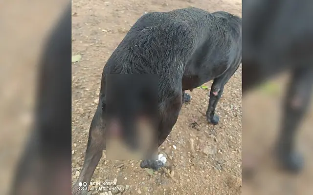 Após dar cria, cadela fica com útero exposto e protetores pedem ajudar para custear cirurgia